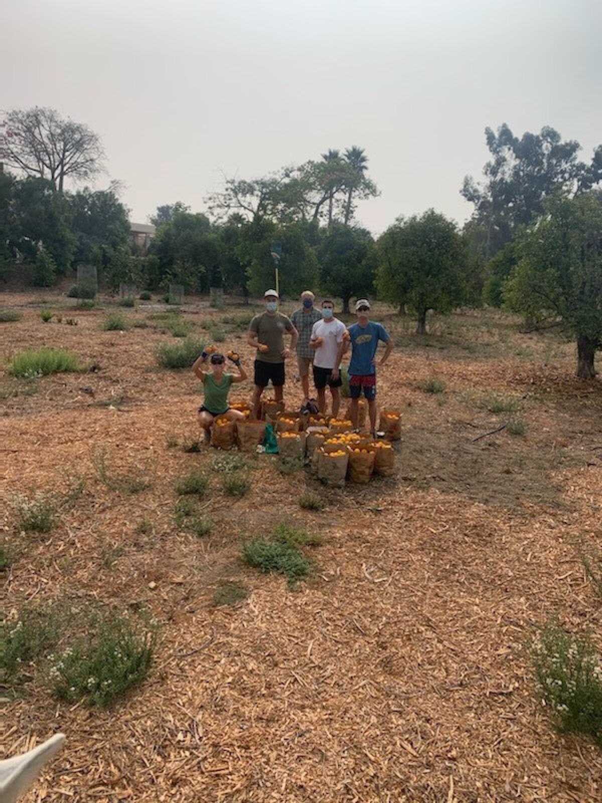 A recent Produce Good orange pick at the Putnam property in Rancho Santa Fe.