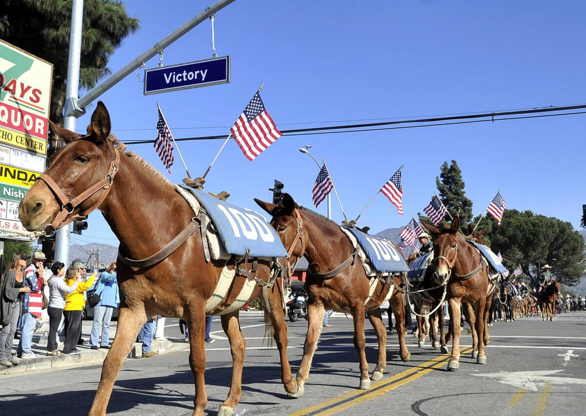 A group of 100 mules walk on Western Avenue, crossing Victory Blvd. in Glendale on Monday, November 11, 2013. 100 mules, starting in Bishop, CA, have walked for the last 25 days along the California Aqueduct to Los Angeles, a trek that ended at the Los Angeles Equestrian Center.
