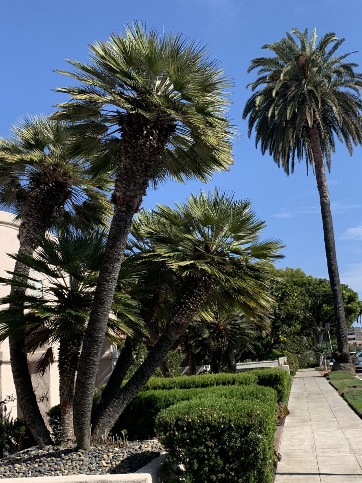 Sean Weddell palm trees.JPG