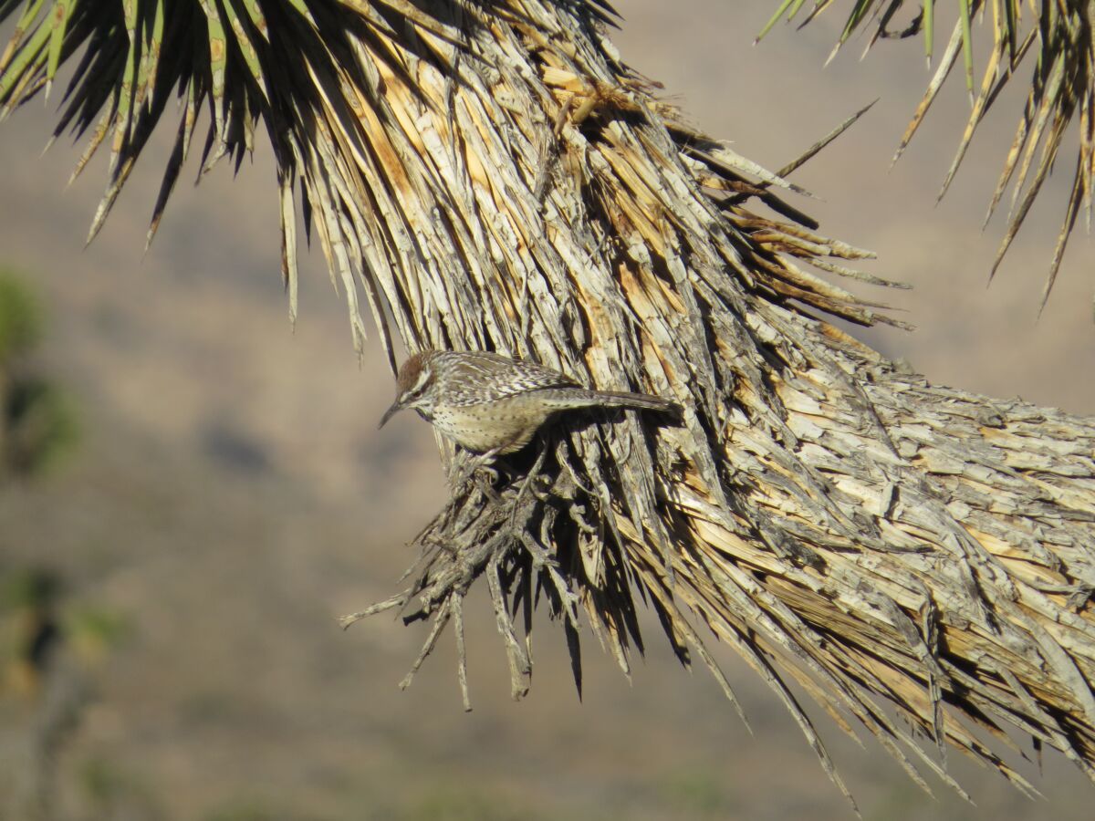 A cactus wren in the California desert.