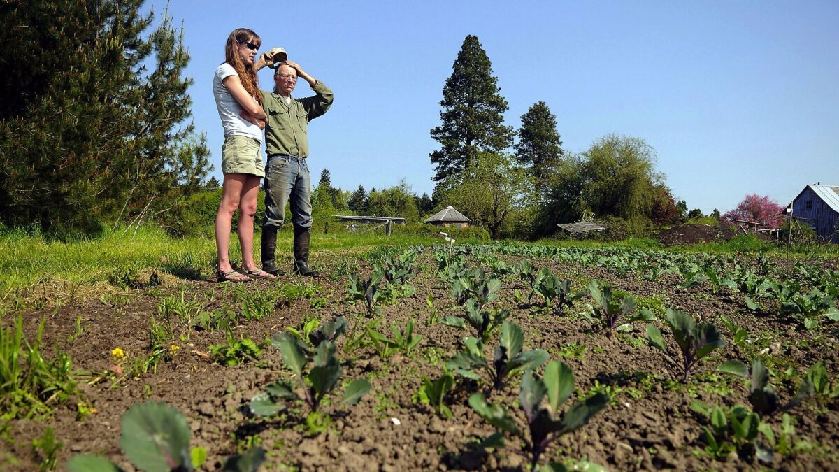 Mary King and Harry MacCormack look over a field of organically-grown cabbage in Philomath, Ore.