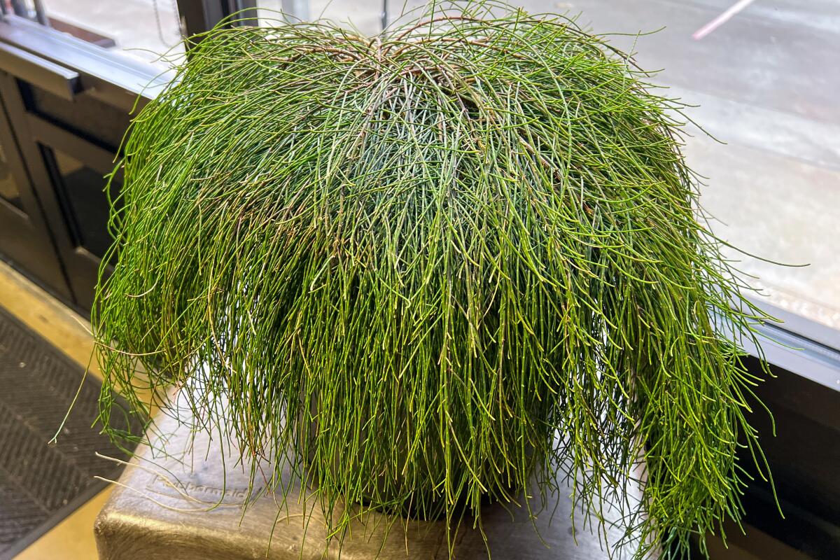 Casuarina glauca "Cousin It," a feathery green Australian evergreen