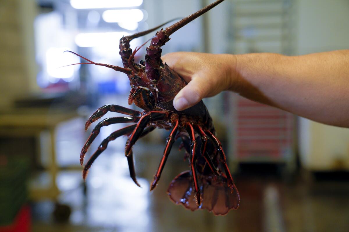 What Does Lobster Taste Like? A Simple Guide for Seafood Lovers - The  Kitchen Community