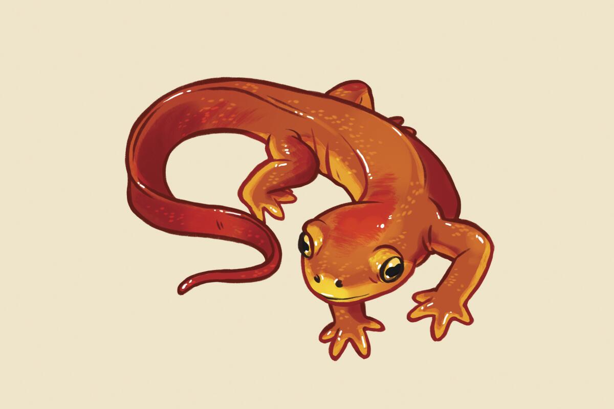 California newt.