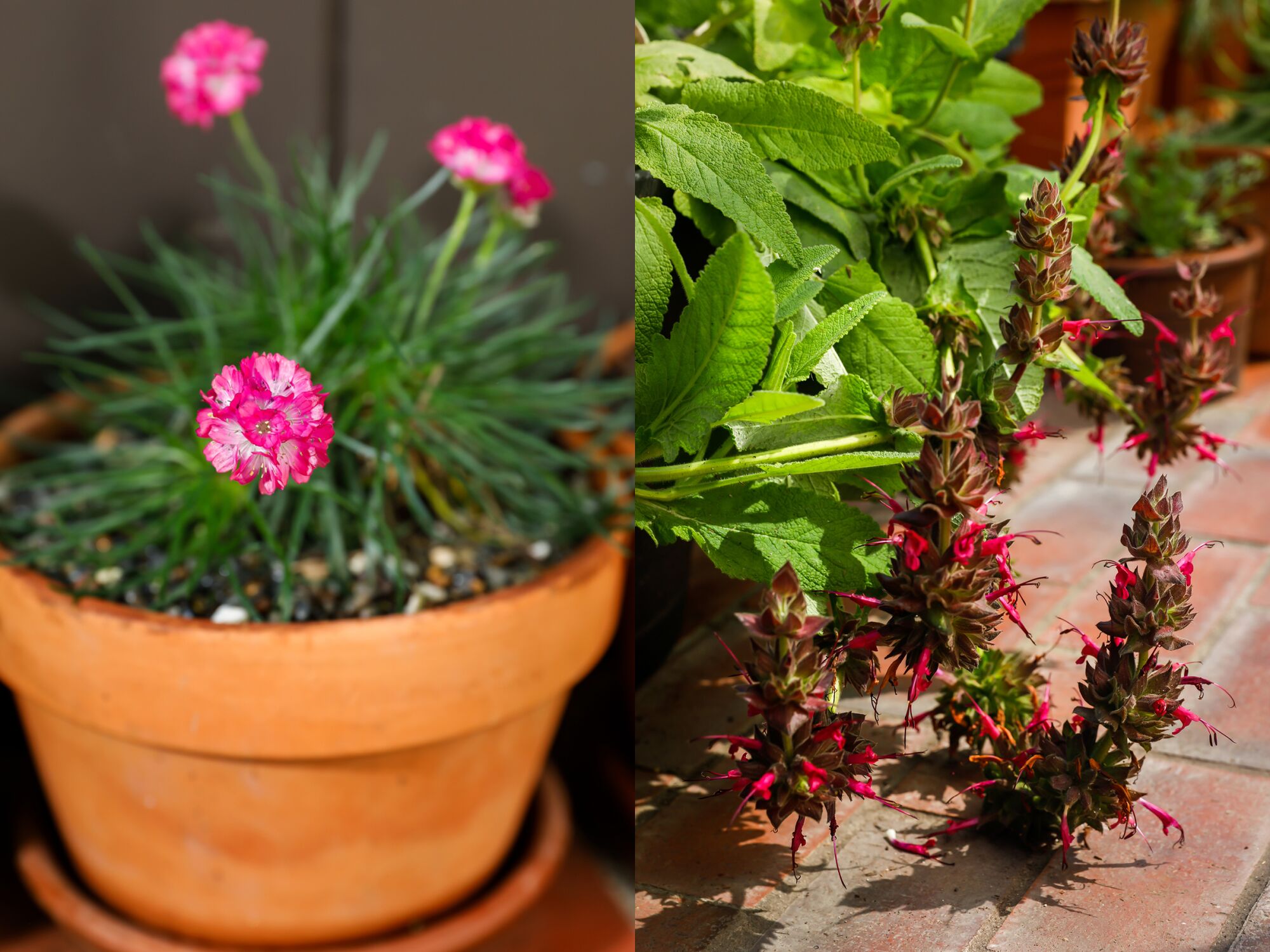 A terracotta pot of thrift seapink, left, and the trailing magenta blooms of hummingbird sage, right.