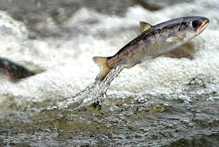 A juvenile spring chinook salmon.