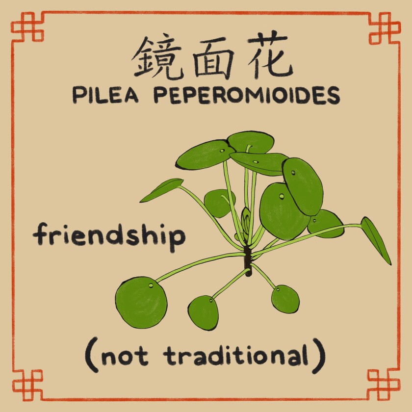 Illustration of Pilea peperomioides plant with the words "friendship," "(not traditional)"