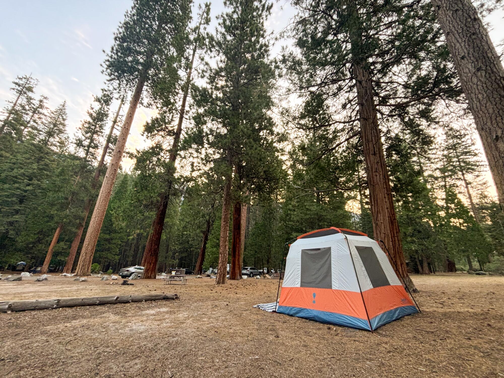 An orange and white tent in a campground shaded by pine and other trees