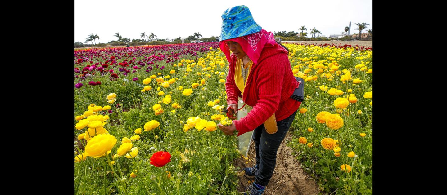 The Flower Fields of Carlsbad