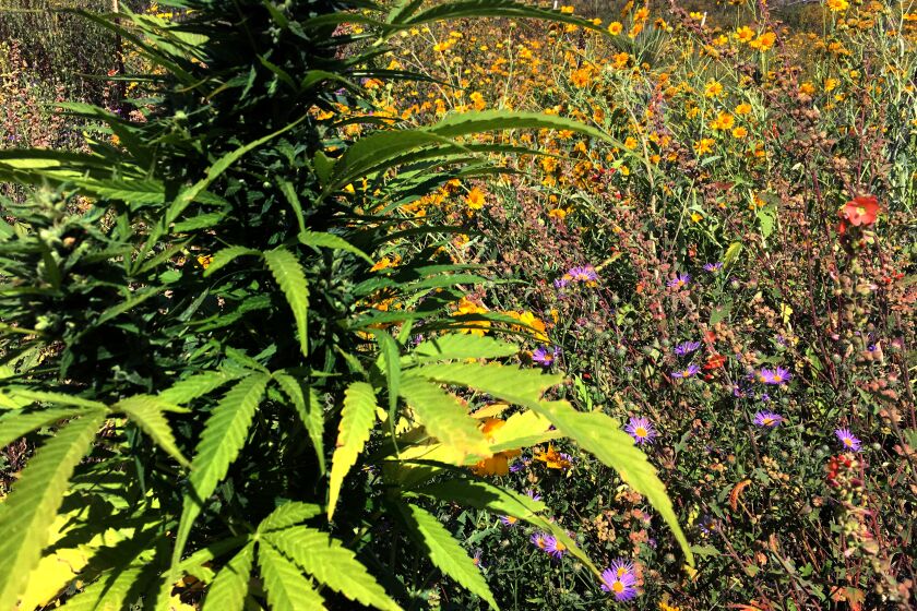 Hemp and wildflowers grow on Doug Fine's Funky Butte Ranch in New Mexico. For his LAT op-ed, July 2021. Courtesy Doug Fine.