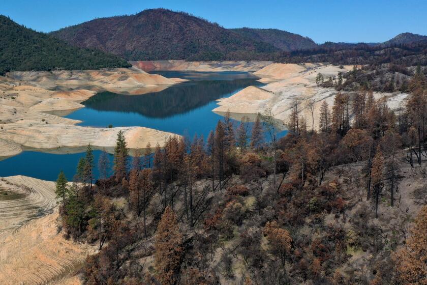 OROVILLE, CALIFORNIA - APRIL 27: Trees burned by the recent Bear Fire line the steep banks of Lake Oroville where water levels are low on April 27, 2021 in Oroville, California. Four years after then California Gov. Jerry Brown signed an executive order to lift the California's drought emergency, the state has re-entered a drought emergency with water levels dropping in the state's reservoirs. Water levels at Lake Oroville have dropped to 42 percent of its 3,537,577 acre-foot capacity. (Photo by Justin Sullivan/Getty Images)