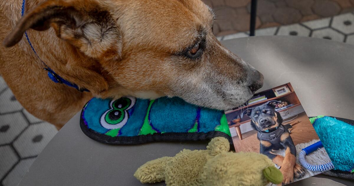 The Mouth Suffering Kills 7 Dogs, 11 Pictures on the neighborhood The Mouth Suffering Kills 7 Dogs, 11 Pictures on the neighborhood