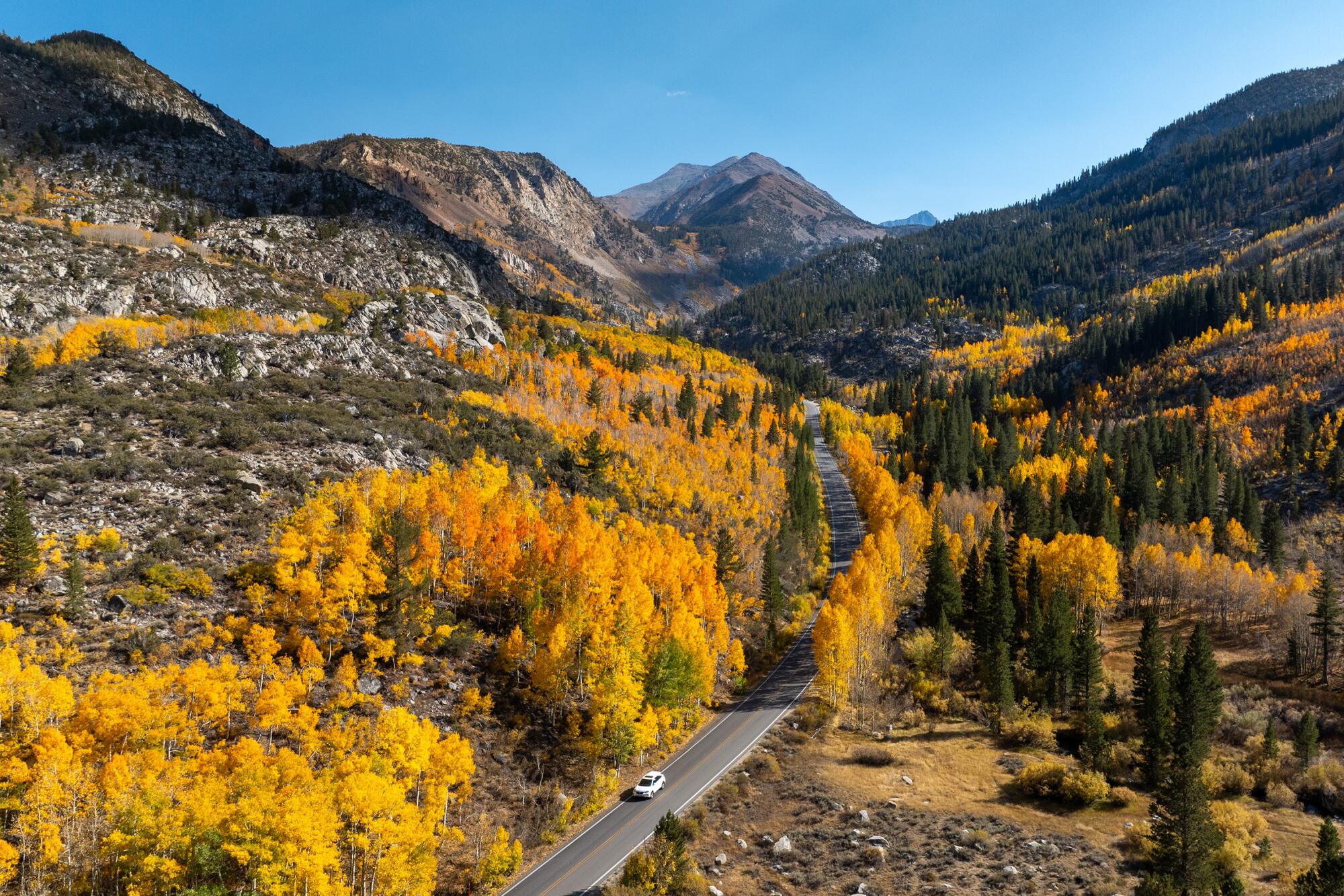 The brilliant fall foliage of the Eastern Sierra draws a global crowd ...