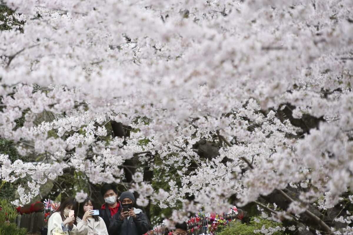 A pesar de COVID, japoneses disfrutan de los cerezos en flor - Los Angeles  Times