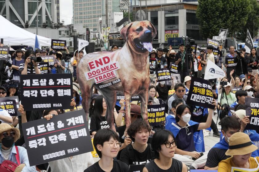 FILE - Animal rights activists stage a rally opposing South Korea's traditional culture of eating dog meat in Seoul, South Korea on July 8, 2023. South Korea’s parliament on Tuesday, Jan. 9, 2024 has endorsed landmark legislation outlawing dog meat consumption, a centuries-old practice. (AP Photo/Ahn Young-joon, File)