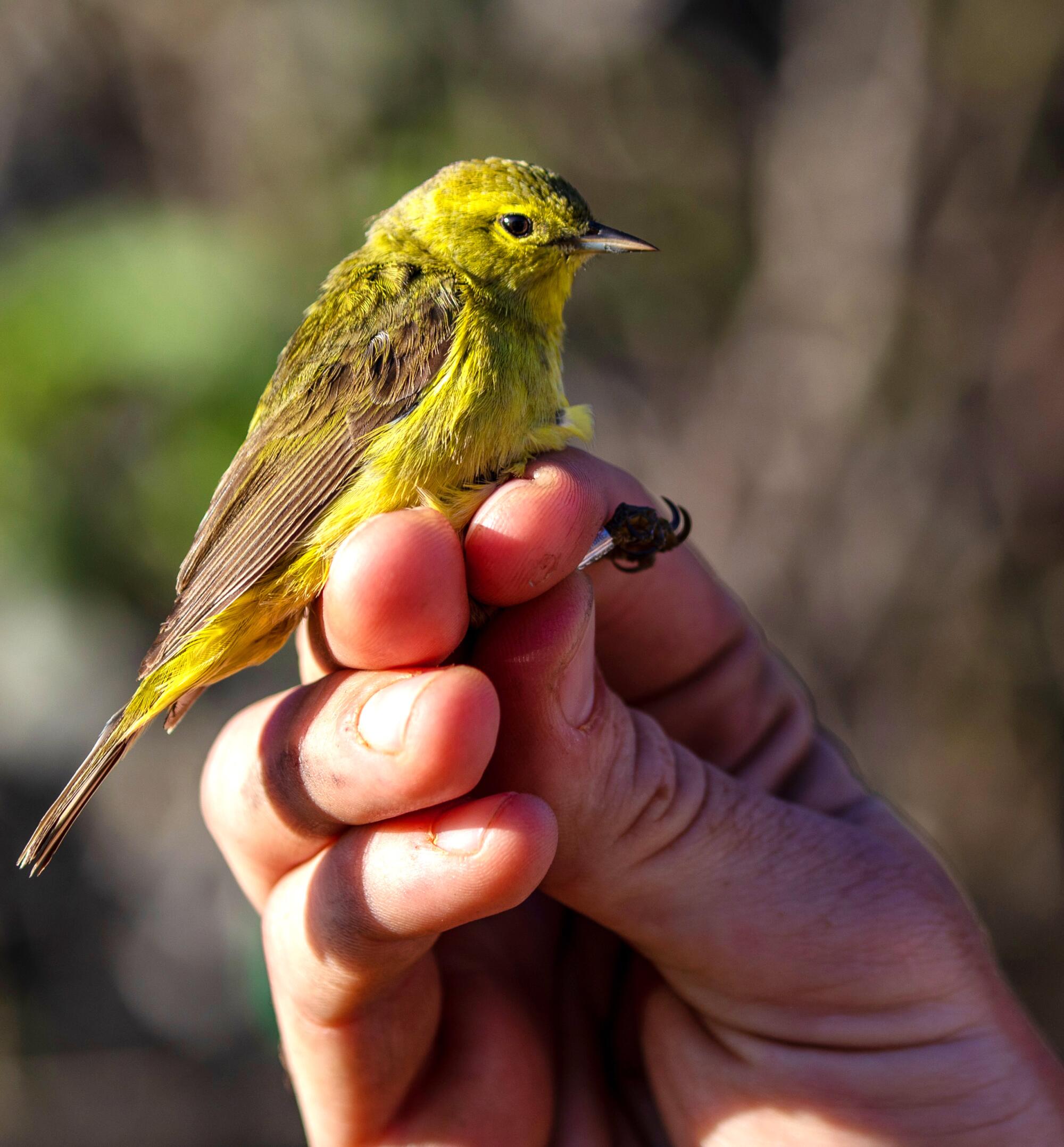 Hands hold small bird