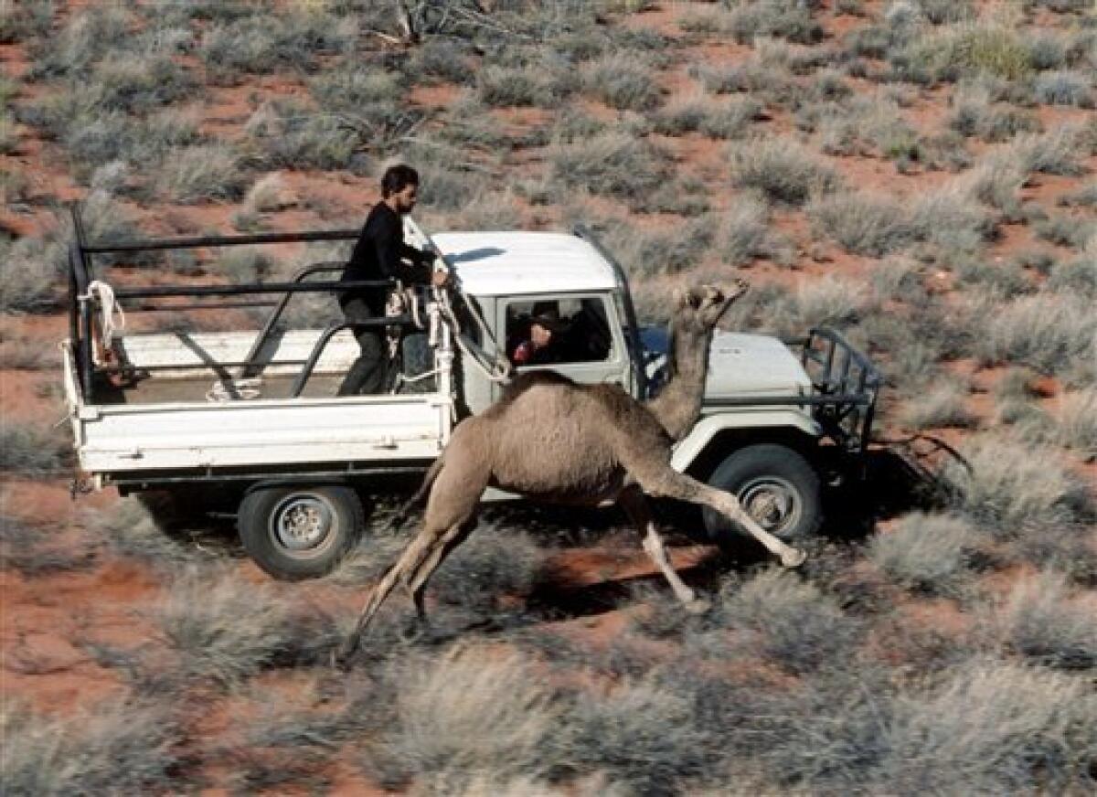 FILE - In this undated file photo released by the Central Australian Camel Industry Association, ranchers in Alice Springs, central Australia use a truck to chase and catch a camel roaming wild on the property. Mere months after the Australian government ordered the shooting of thousands of kangaroos to help control their population, officials are now considering sending marksmen into the Outback in helicopters to take aim at another fast-growing group of pests: camels. (AP Photo/Central Australian Camel Industry Association, File)