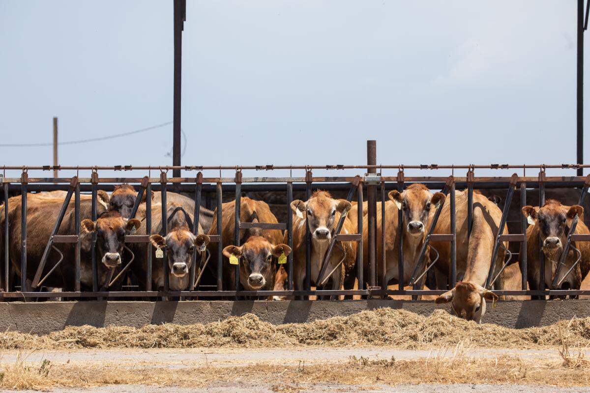 A row of dairy cows stand in a feeding pen.