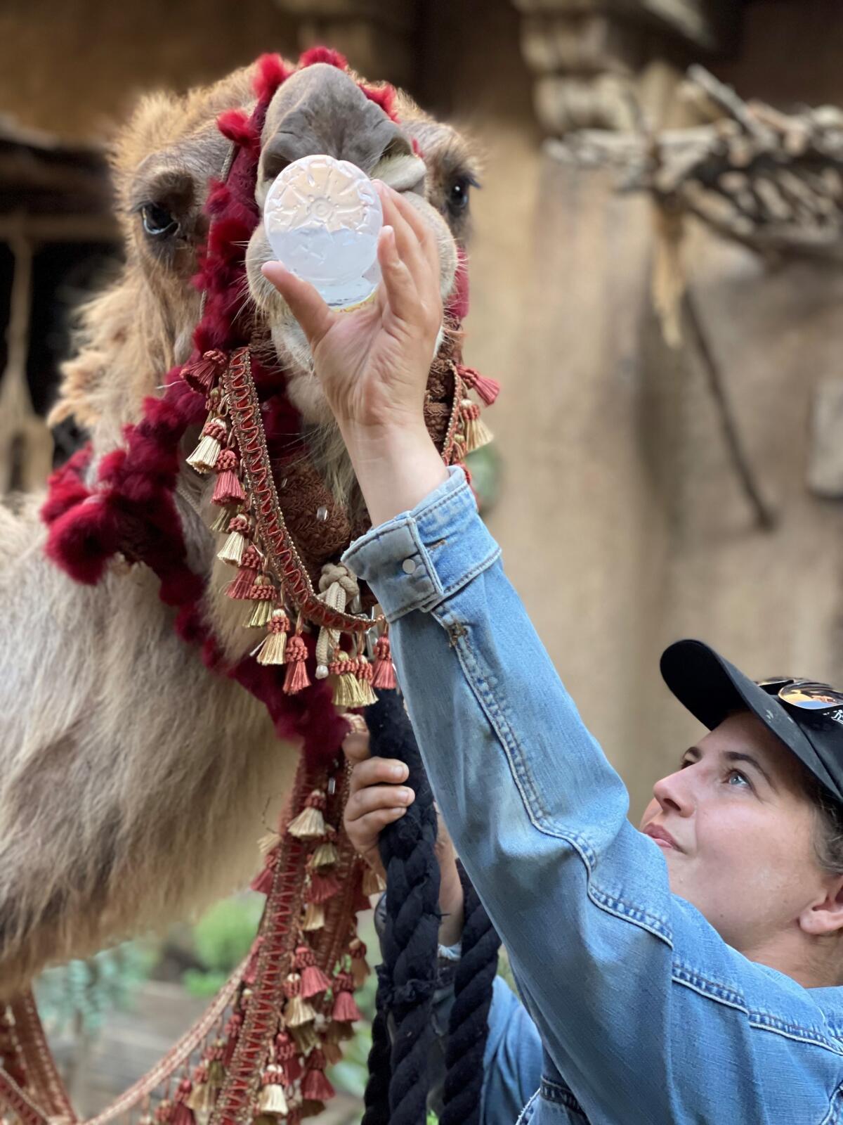 Tricia Krussow giving a camel a bottle of water.