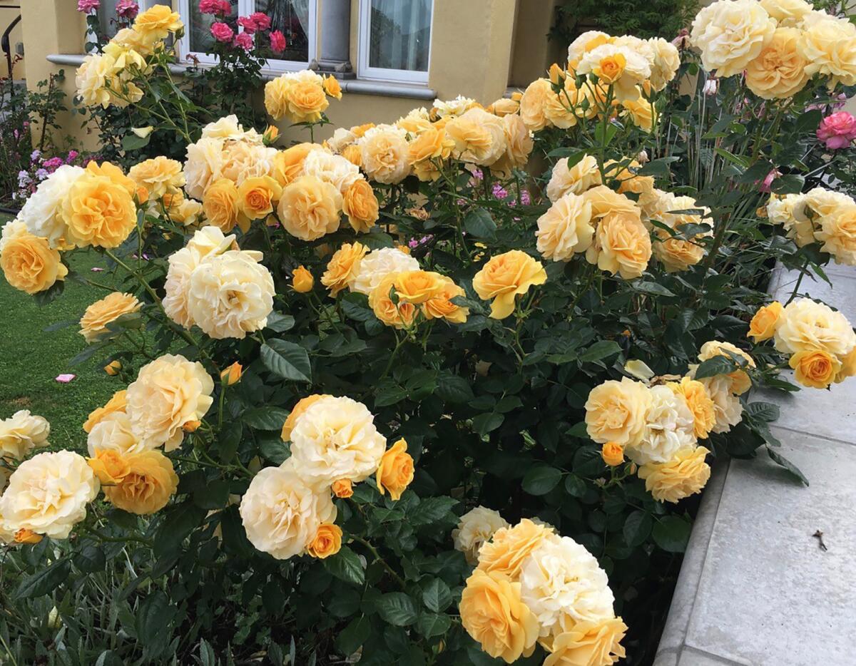 The 'Julia Child' rose has yellow blossoms.