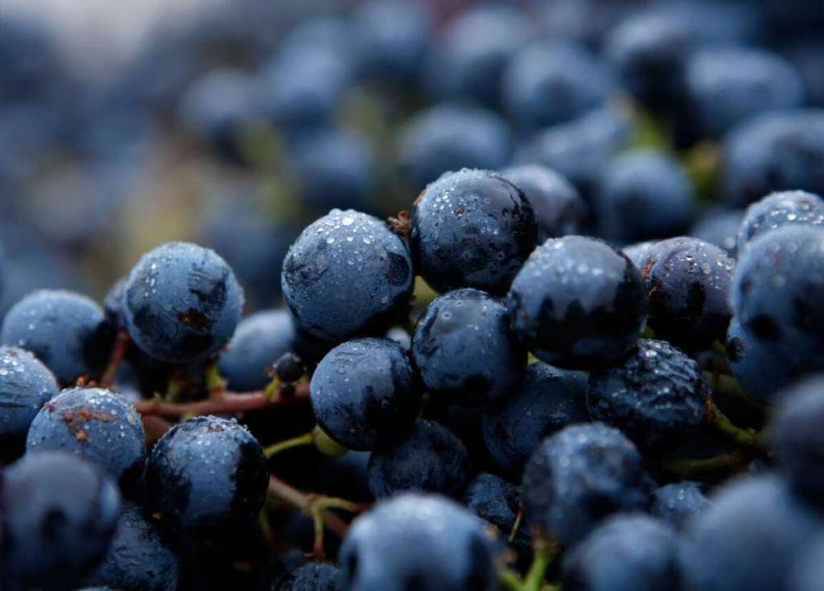 The 2012 harvest of wine grapes in California has been called excellent by winemakers across the state.