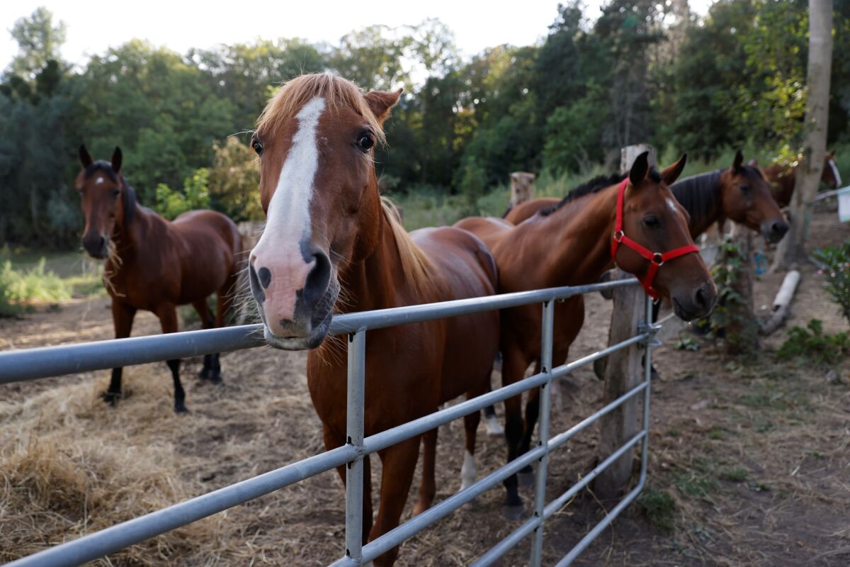 Horses stand in an enclosure at the location of a meeting between local authorities, elected officials and horse breeders whose animals have been victims of mutilation attacks in Plailly, northern France, Monday, Sept. 7, 2020. Police are stymied by the macabre attacks that include slashings and worse. Most often, an ear — usually the right one — has been cut off, recalling the matador's trophy in a bullring. Up to 30 attacks have been reported in France, from the mountainous Jura region in the east to the Atlantic coast, many this summer. (Photo by Thomas Samson, Pool via AP)