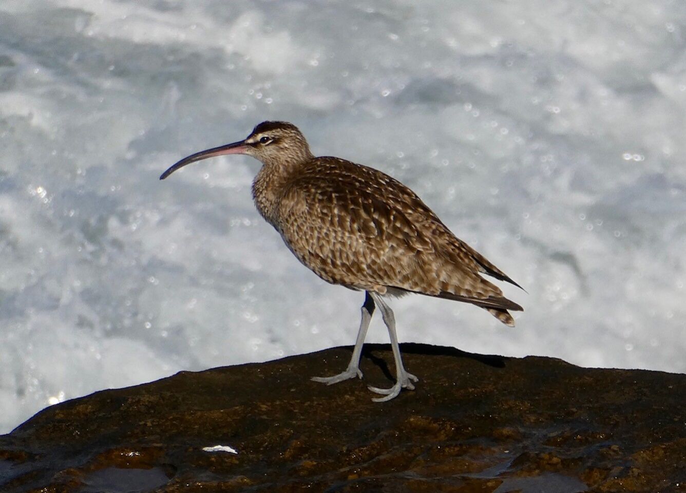 A whimbrel — a type of curlew — surveys the scene oceanside.