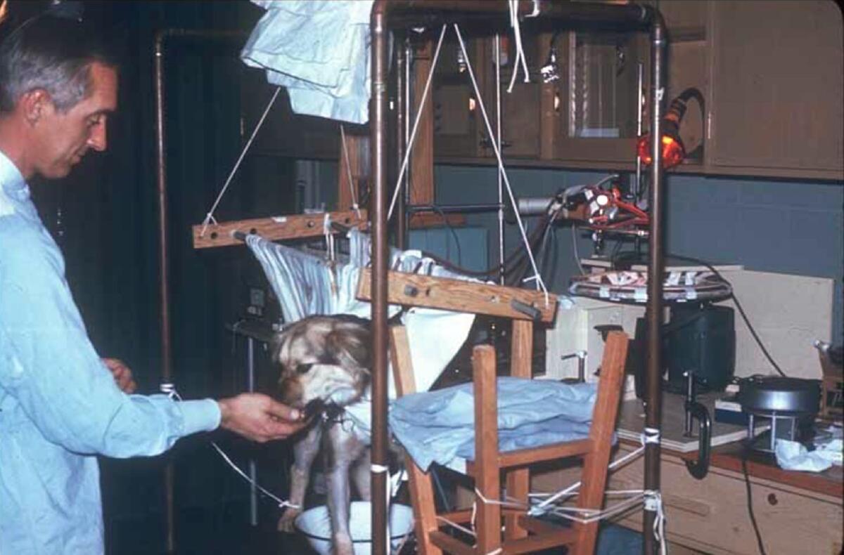 MIT engineer Phillip Drinker feeds a dog that lived for four days on an early prototype of the ECMO machine. 