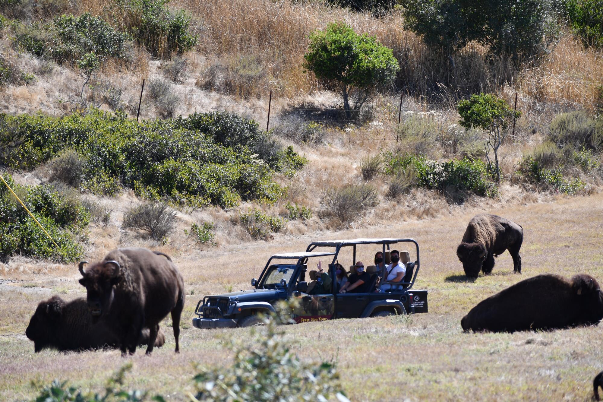 Bison and a Jeep with people on the Catalina Island Conservancy Eco Tour.