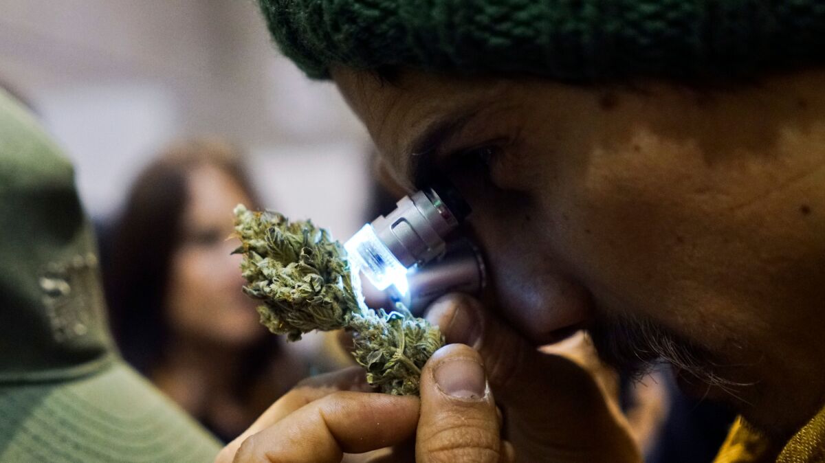 A man examines a marijuana bud during the fifth annual Cannabis Cup, a competition for best marijuana, in Montevideo, Uruguay on July 17.