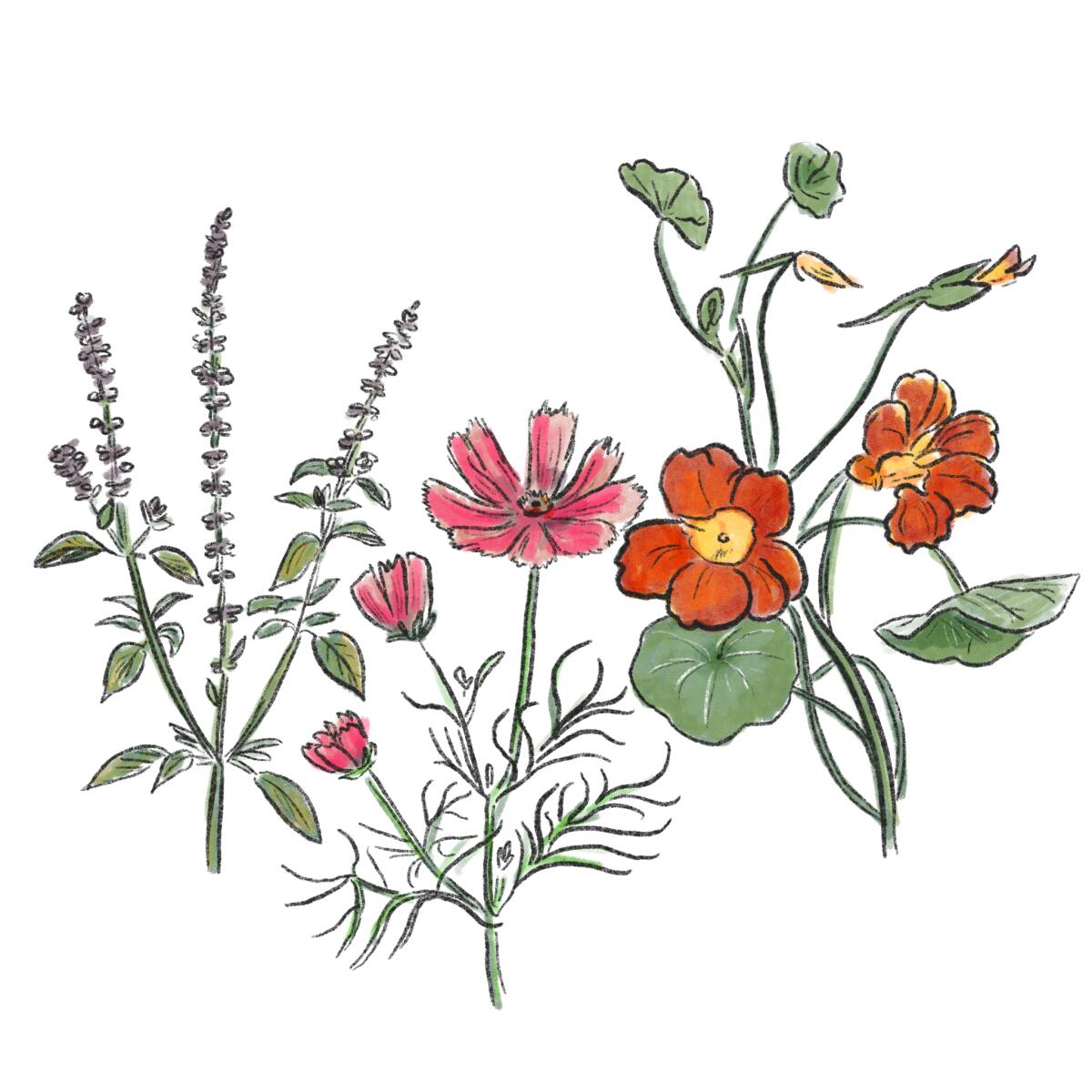 An illustration of cosmos, bright orange and yellow nasturtiums and African blue basil