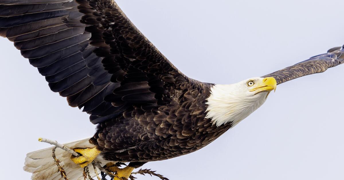 Beloved eagle, a school mascot, electrocuted on power lines above Bay Area elementary school