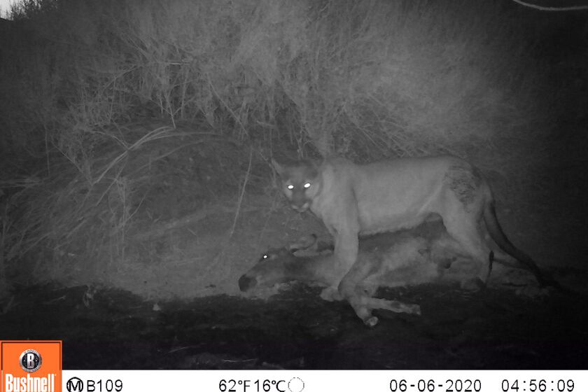 A mountain lion stands over its prey, a wild burro, in Death Valley National Park, looking at the nighttime wildlife camera.