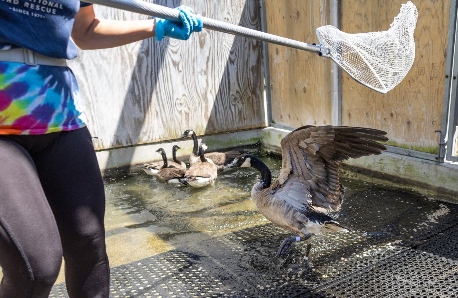 Flock of 15 Canada geese hurt after landing in the La Brea Tar Pits. Two are recovering 