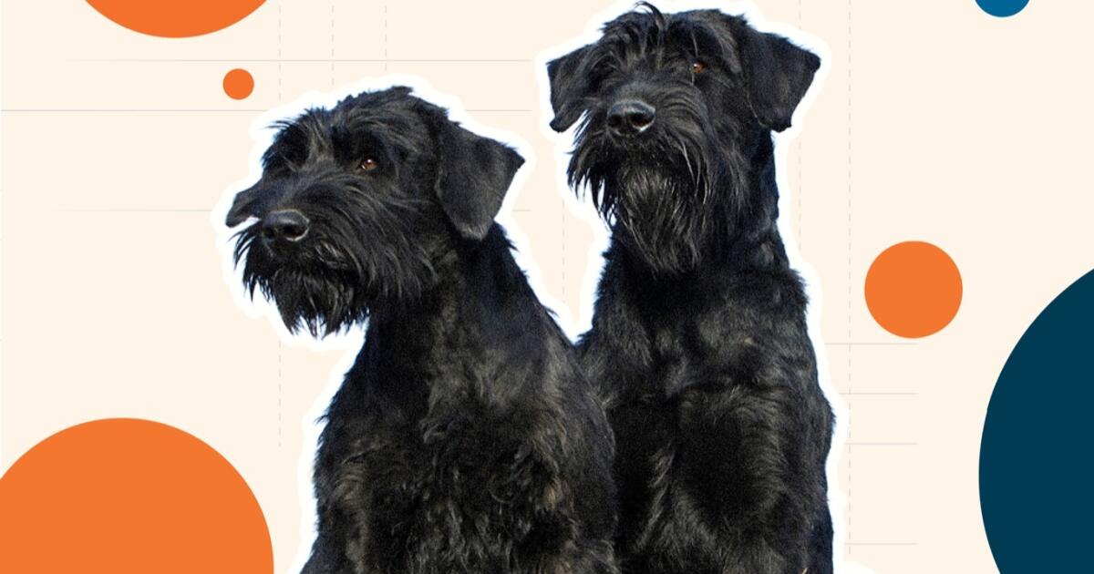 Giant Schnauzer: Breed Information and Characteristics Giant Schnauzer: Breed Information and Characteristics
