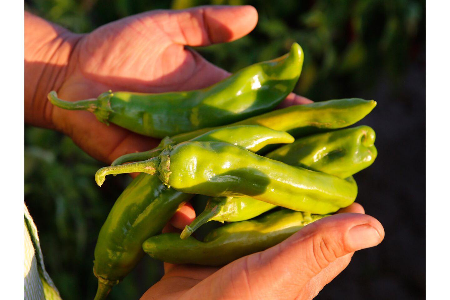 Farmer Sergio Grajeda holds green Hatch chiles from his fields in Hatch, NM.