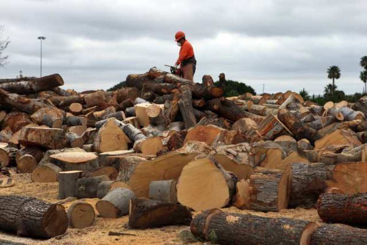 A worker uses a chain saw to cut up firewood from felled trees in Irvine. CareerCast deemed lumberjacks to have the worst jobs.