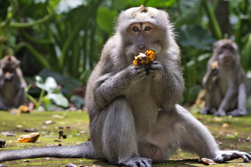 Macaques eat bananas during feeding time at Sangeh Monkey Forest in Sangeh, Bali Island, Indonesia, Wednesday, Sept. 1, 2021. Deprived of their preferred food source - the bananas, peanuts and other goodies brought in by the tourists now kept away by the coronavirus - hungry monkeys on the resort island of Bali have taken to raiding villagers’ homes in the search for something tasty. (AP Photo/Firdia Lisnawati)
