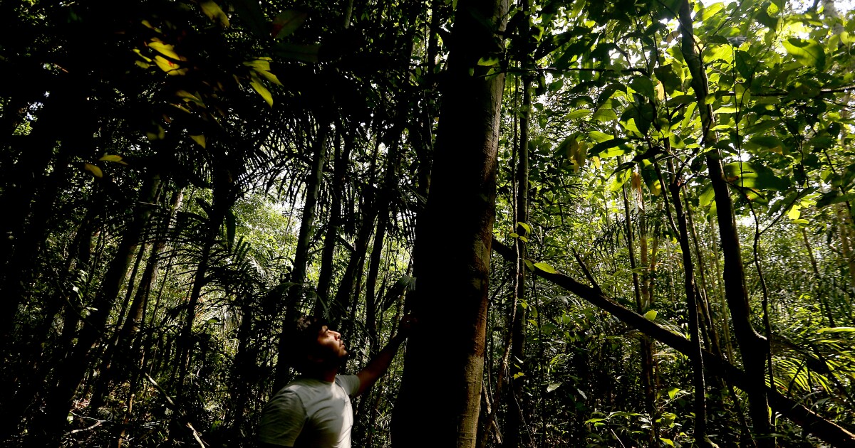 Photos: Life at the edge of the Amazon rainforest Photos: Life at the edge of the Amazon rainforest