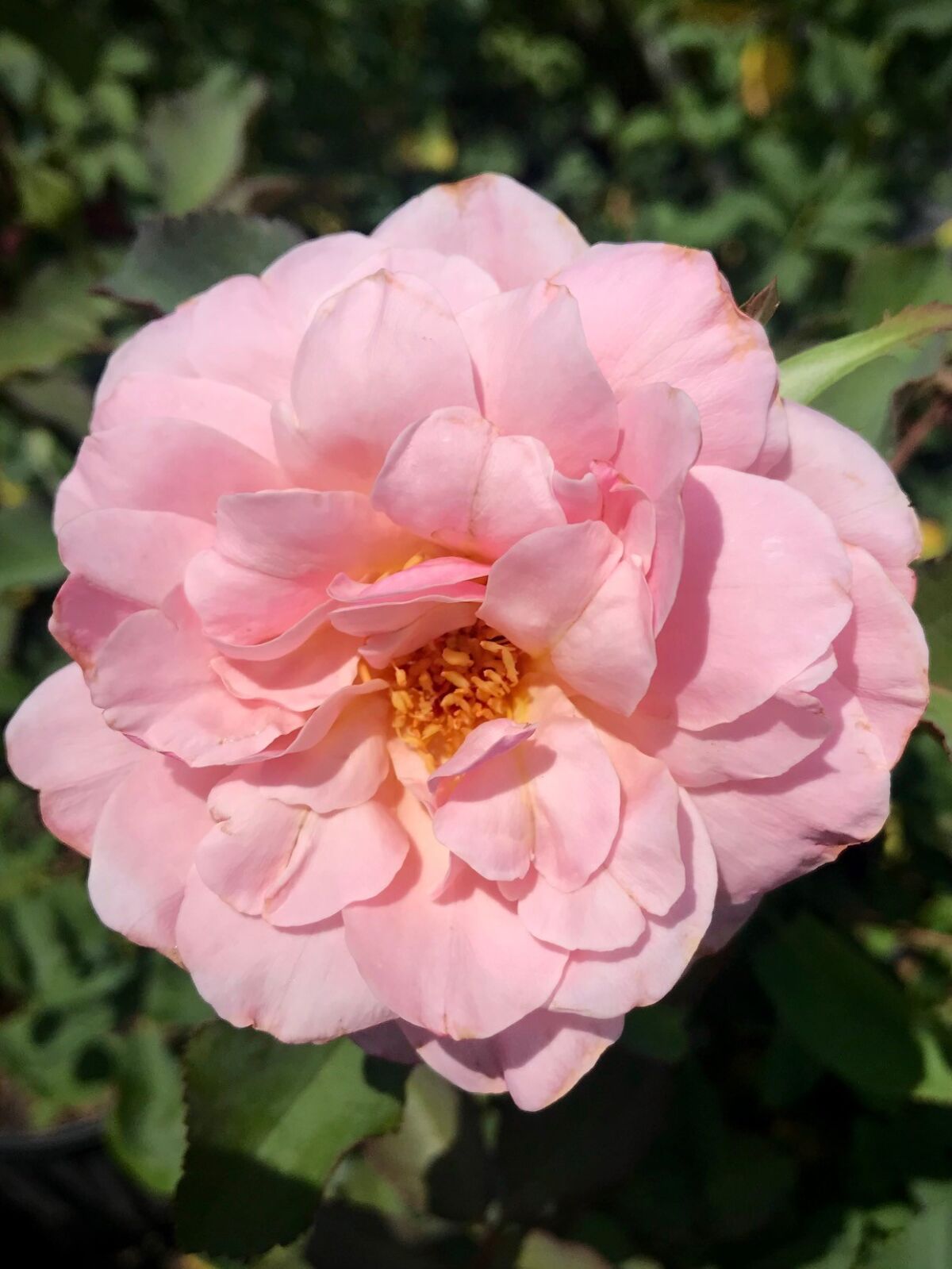 The large, light pink bloom of ‘Magnolia Memories,’ a rose introduced by Antique Rose Emporium.