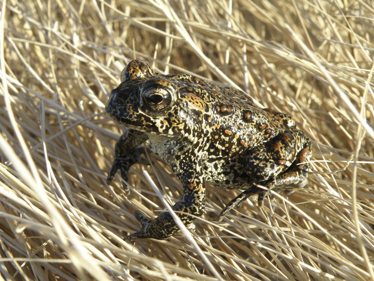 FILE - A Dixie Valley toad sits atop grass in Dixie Valley, Nev., on April 6, 2009. The Dixie Valley toad is found only in Nevada and its entire population lives in a thermal spring-fed wetland in the remote Dixie Valley. A federal appeals court has lifted a temporary ban on construction of a Nevada geothermal power plant opposed by a tribe and conservationists who say the site is sacred and home to the rare toad being considered for endangered species protection. (Matt Maples/Nevada Department of Wildlife via AP, File)