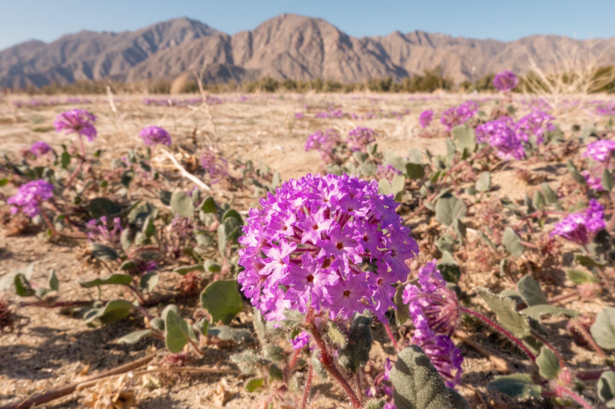 Closeup of purple sand verbena flowering in the desert, with mountains behind.
