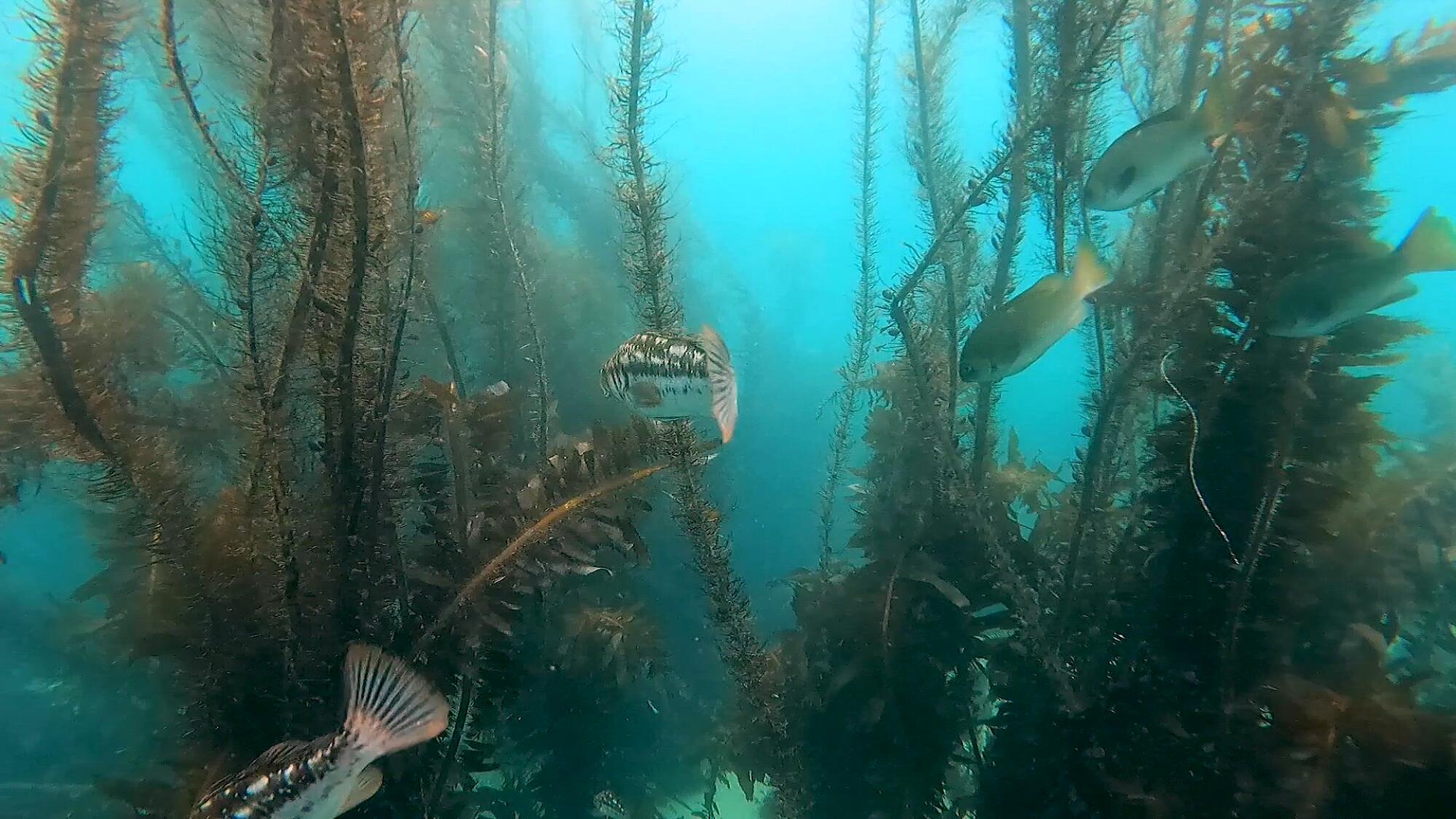 Diving Deep for Conservation, San Diego Metro Magazine