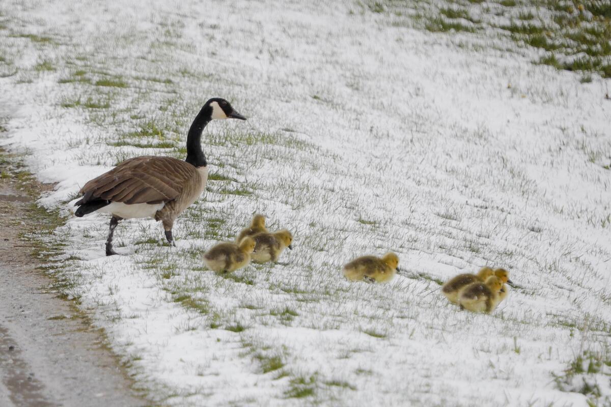 A family of Canada geese brave a snowy slope in Lanesborough, Mass., the morning after an unseasonably cold and snowy night on Saturday. Mother’s Day weekend got off to an unseasonably snowy start in areas of the Northeast thanks to the polar vortex.