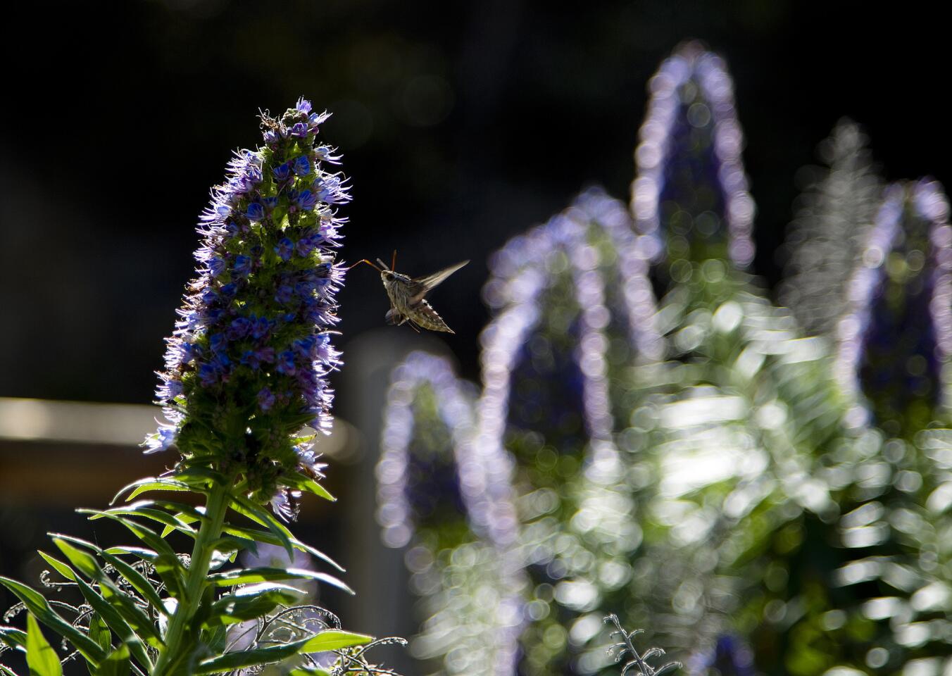 Butterfly bush