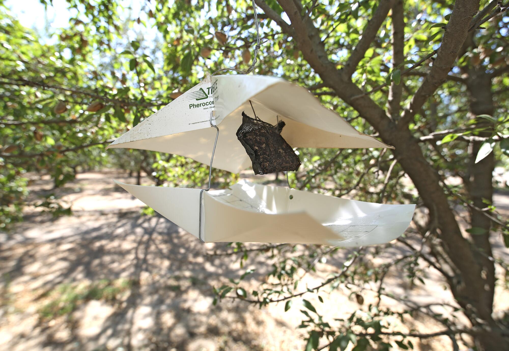 A moth trap hangs from a tree branch.