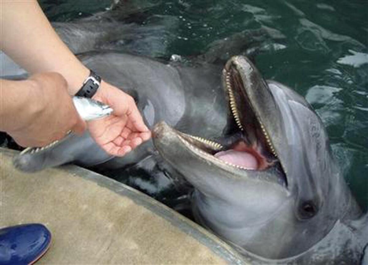 In this photo released by Kinosaki Marine World, one of dolphins at the Japanese marine park in Toyooka, western Japan, is fed mackerel today as they go through the final stage of a low fat diet after developing pot bellies and failing to look sharp in their aquatic performances.