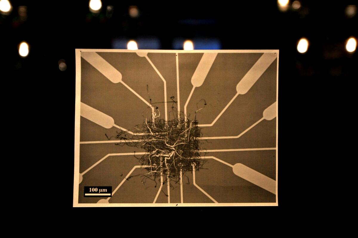 A photograph of one of Jim Gimzewski's computer chips, taken by Henry Sillin, hangs on the wall in Gimzewski's lab. The silicon wafer is 1-inch square, and at its center is a tangle of wires randomly crisscrossed and interwoven like hairs in a tiny dust ball.