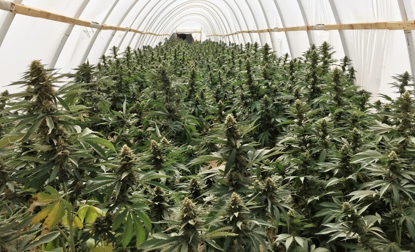 A structure full of marijuana plants