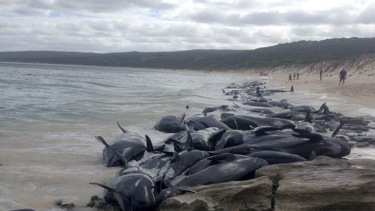 Short-finned pilot whales beached en masse in Hamelin Bay, Western Australia.